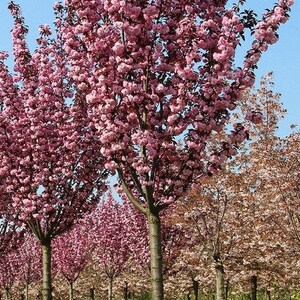 Japanese Flowering Cherry Tree Seeds Prunus serrulata 10Seeds image 3