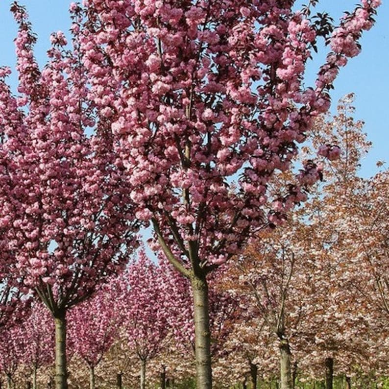 Japanese Flowering Cherry Tree Seeds prunus Serrulata Etsy