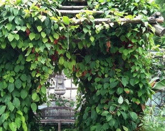 100 Seeds Chinese Magnolia Vine Perennial Edible Fruit Home Gardening Indoors