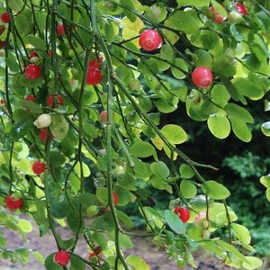 Huckleberry Bush Red Seeds Vaccinium parvifolium 25Seeds image 3