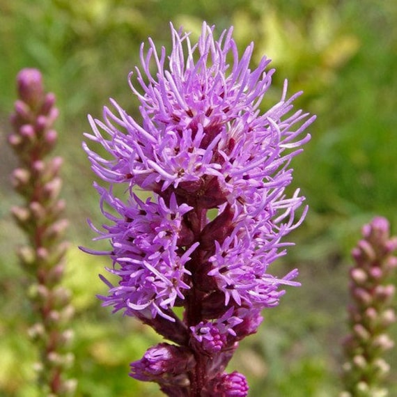 Liatris spicata seeds 30 Semillas de Liatris Liatris spicata seeds 30 Semillas de Liatris