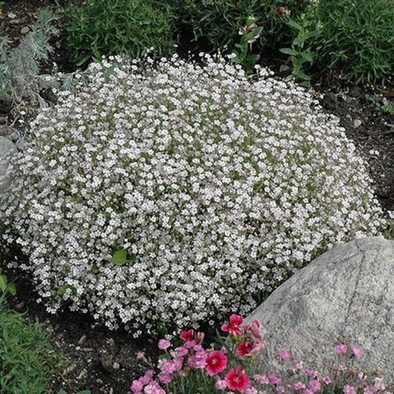 Creeping Babys Breath Ground Cover Seeds Gypsophila Repens Etsy Creeping Babys Breath Ground Cover Seeds Gypsophila Repens Etsy