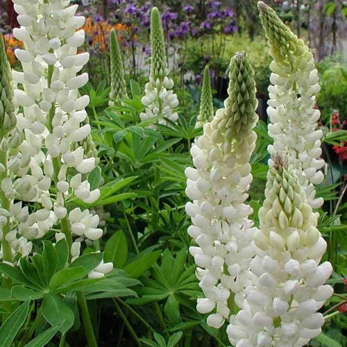 Lupine Noble Maiden Flower Seeds (Lupinus Polyphyllus) 30+Seeds