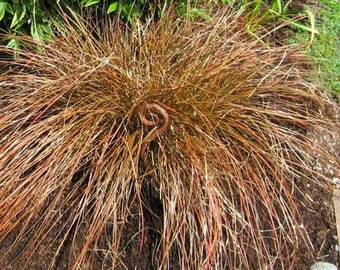 Carex Bronze Ornamental Grass Seeds (Carex flagellifera Bronze) 20+Seeds