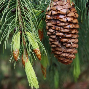 West Himalayan Spruce Tree Seeds Picea smithiana 20Seeds image 2