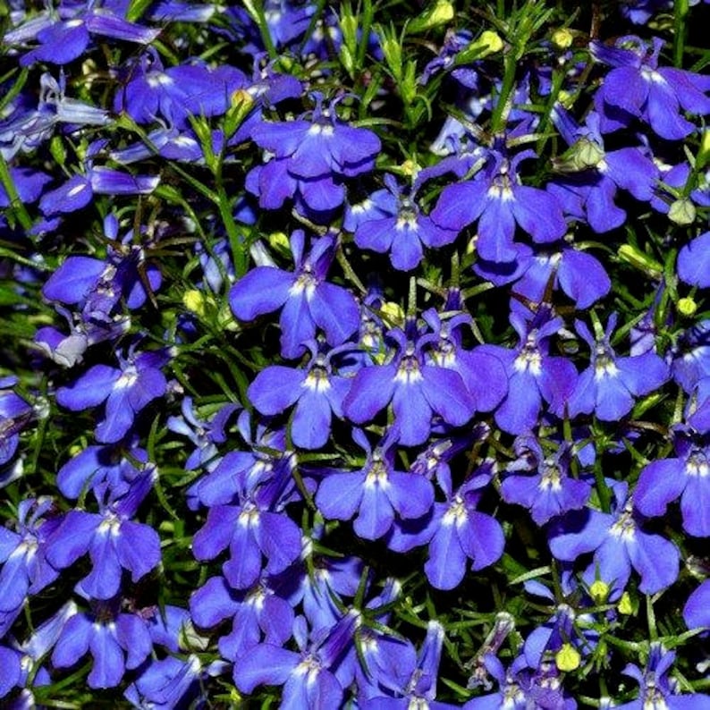 Lobelia Blue Carpet Flower Seeds Lobelia Erinus 200Seeds Etsy