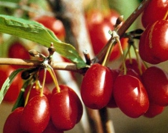 Cornelian Cherry Tree Seeds (Cornus mascula) 10+Seeds