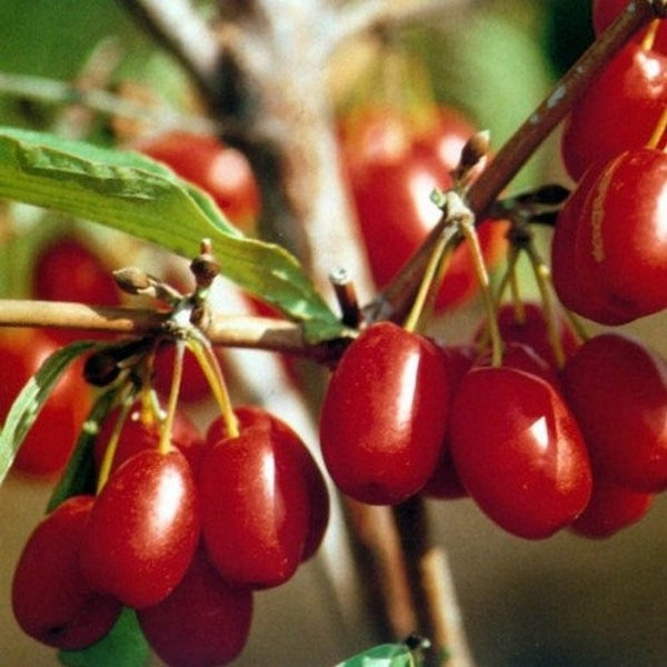 Cornelian Cherry Tree Seeds (Cornus mascula) 10+Seeds