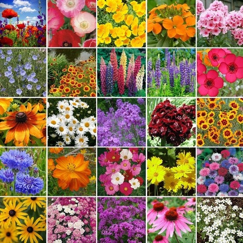 Wildflower Northeast Mix Seeds (7g+Seeds)