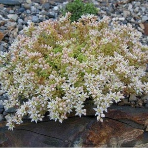 Sedum Spanish Stonecrop Succulent Seeds Sedum Hispanicum 50Seeds image 3