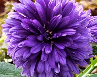 Aster Gremlin Violet Flower Seeds (Callistephus Tall Double) 50+Seeds