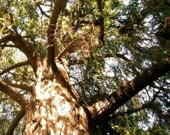 Montezuma Bald Cypress Tree Seeds (Taxodium huegelii) 20+Seeds