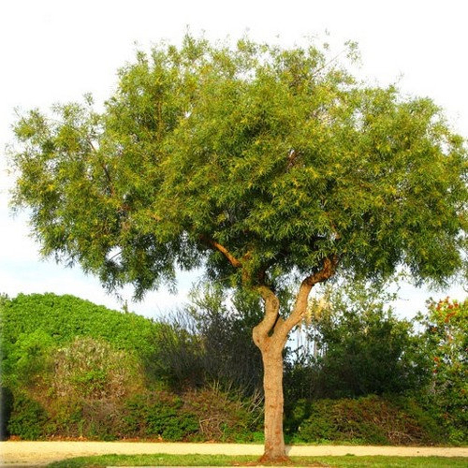 African Sumac Tree Seeds Rhus Lancea 40Seeds Etsy