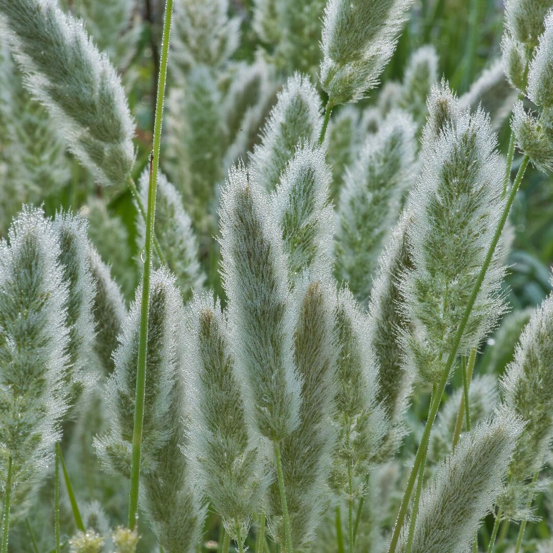 Rabbits Foot Ornamental Grass Seeds (polypogon Monspeliensis) 200+seeds ...