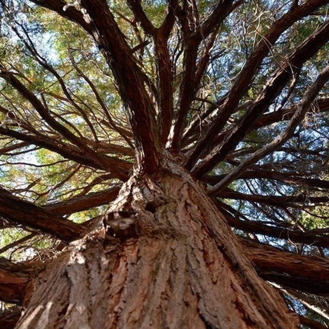 California Incense Cedar Tree Seeds calocedrus Decurrens Etsy
