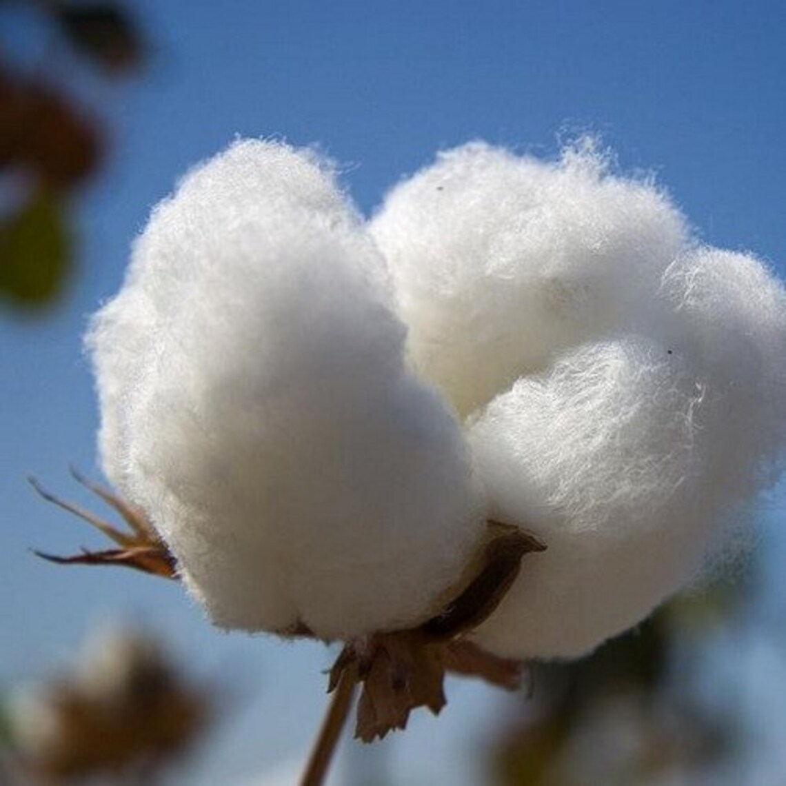 thumbnail image 2 of 25 Seeds White Cotton Gossypium Hirsutum Plant 2 of 11