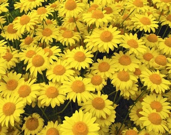 Marguerite Daisy Yellow Flower Seeds (Anthemis Tinctoria Kelwayi) 200+Seeds