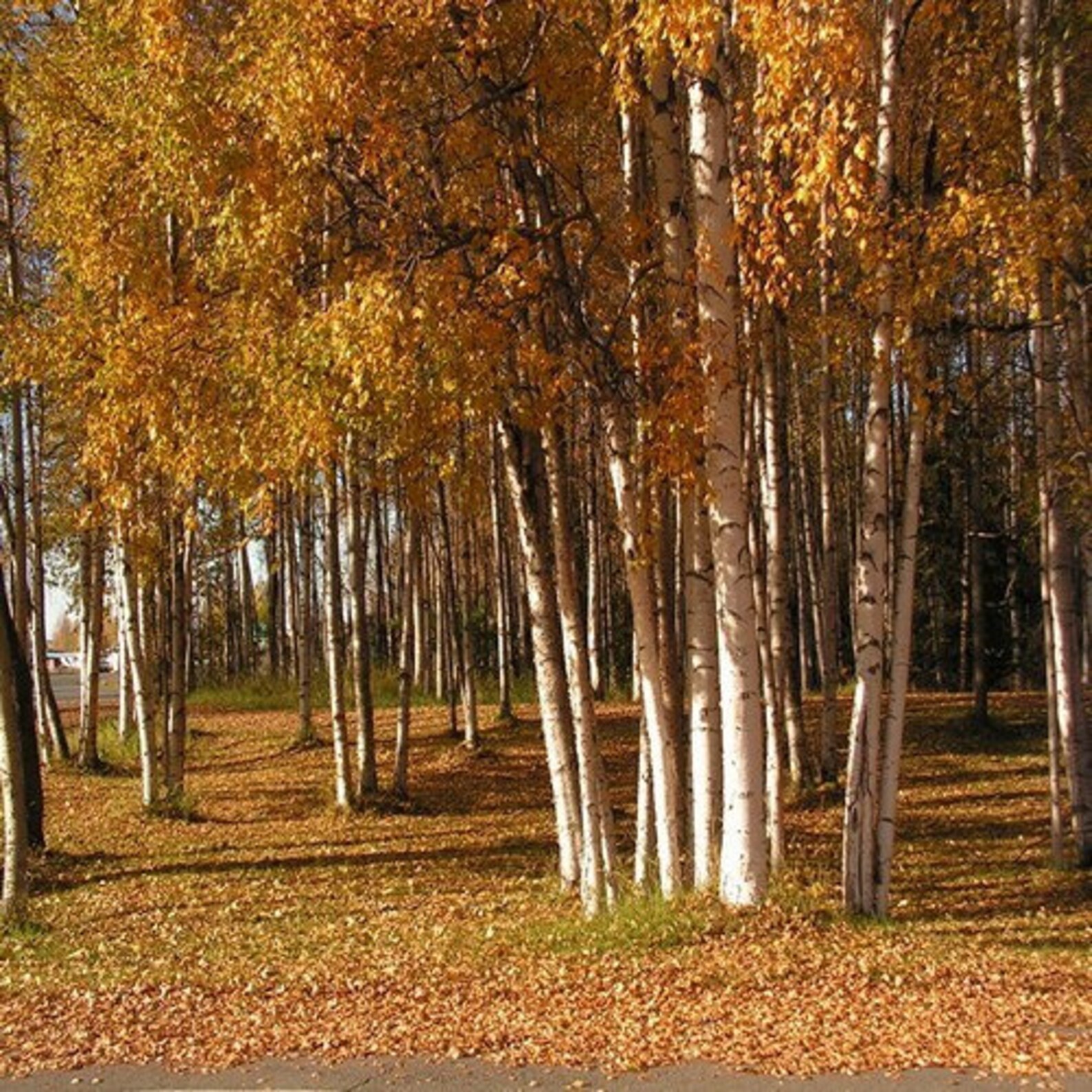 Осенью шумно бывает в кедровом. Тайга смешанные и широколиственные леса. White birch. Лес осенью. Осенний лес.