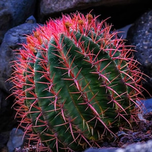 start now cactus lime Monkey Tail Cactus - Rare Trailing Cactus Plant
