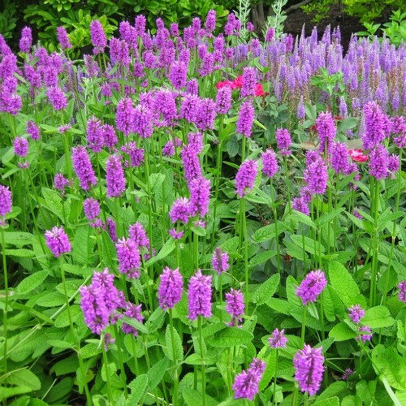 Wood Betony Flower Seeds Stachys Officinalis 30Seeds image 2