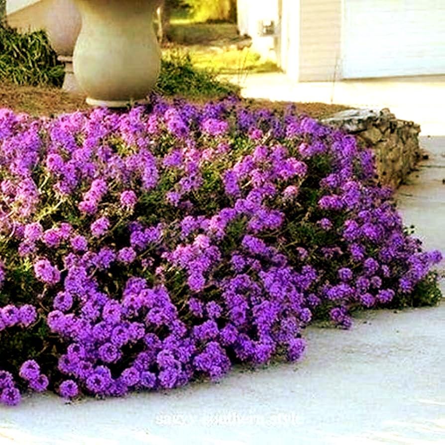 Semillas de flores de verbena roja escarlata – Pure Asia Seeds, image size:894x894