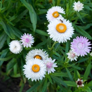 Strawflower Everlasting Daisy White Seeds Helichrysum Bracteatum 200Seeds image 1