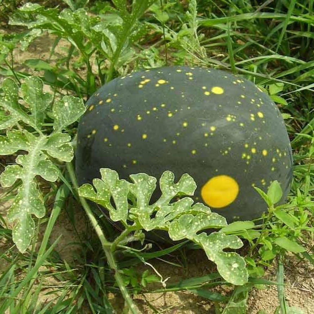 Watermelon Moon and Stars Vegetable Seeds (citrullus Lanatus