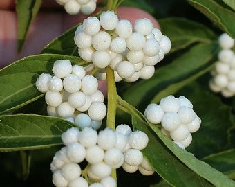 White Japanese Beautyberry Bush Seeds (Callicarpa japonica) 25+Seeds