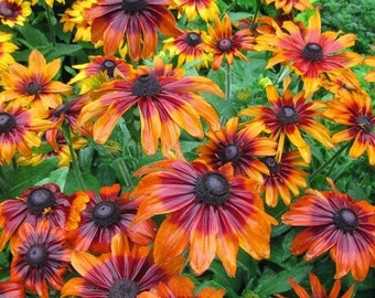 Rudbeckia Autumn Forest Flower Seeds (Rudbeckia Hirta) 200+ Seeds