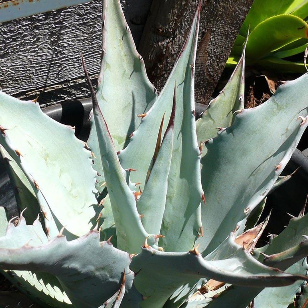 Agave 麻花 from Dennis 検索)麻花龍、冰雹、MS WV Agave titanota