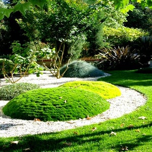 Irish Moss Ground Cover Seeds (Sagina Subulata) 200+Seeds