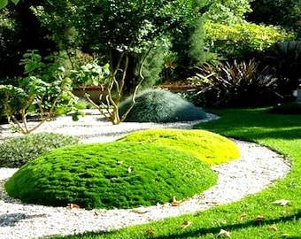 Irish Moss Ground Cover Seeds (Sagina Subulata) 200+Seeds
