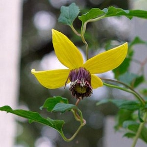 Clematis Vine Flower Seeds Clematis Tangutica Aztek 30Seeds image 1