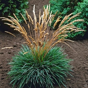 Blue Hair Grass Ornamental Grass Seeds Koeleria glauca 50Seeds image 1