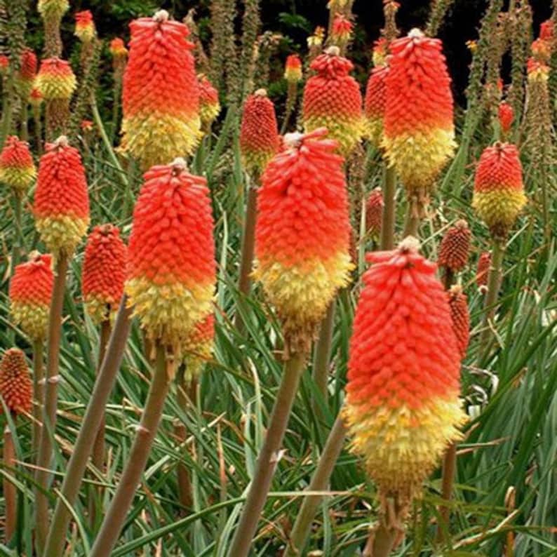 Red Hot Poker Flower Seeds Kniphofia Caulescens 50Seeds image 3