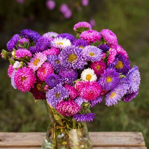 Aster Paeony Duchess Mix Flower Seeds (Callistephus Tall) 50+ Seeds