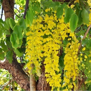 Golden Shower Tree Seeds Cassia fistula 25Seeds image 3