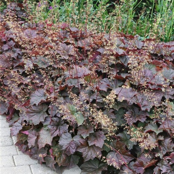 Heuchera Palace Purple Plant Seeds (heuchera Micrantha) 100+seeds - Etsy