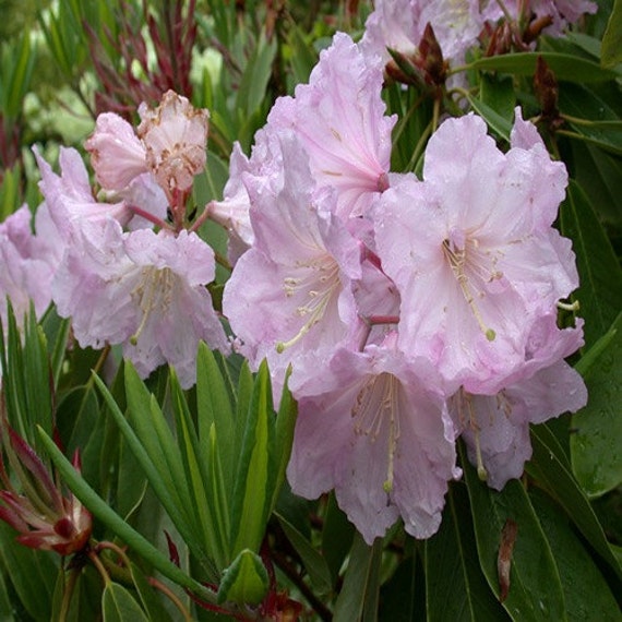 50 Rhododendron Seeds Rhododendron amesiae Seeds