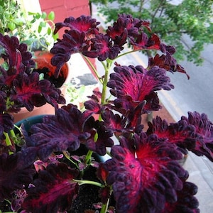 Coleus Black Dragon Flower Seeds Solenostemon scutellarioides 15Seeds image 1