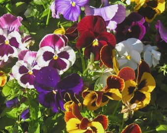 Pansy Velvet Mix Flower Seeds (Viola x Wittrockiana) 50+Seeds
