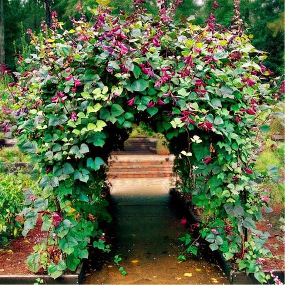 Hyacinth Bean Vine Seeds (dolichos Lablab) 10+seeds - Etsy Denmark