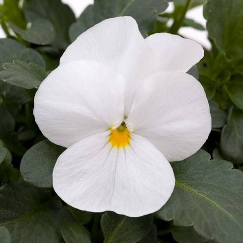 Viola White Perfection Flower Seeds viola Cornuta 50seeds Etsy