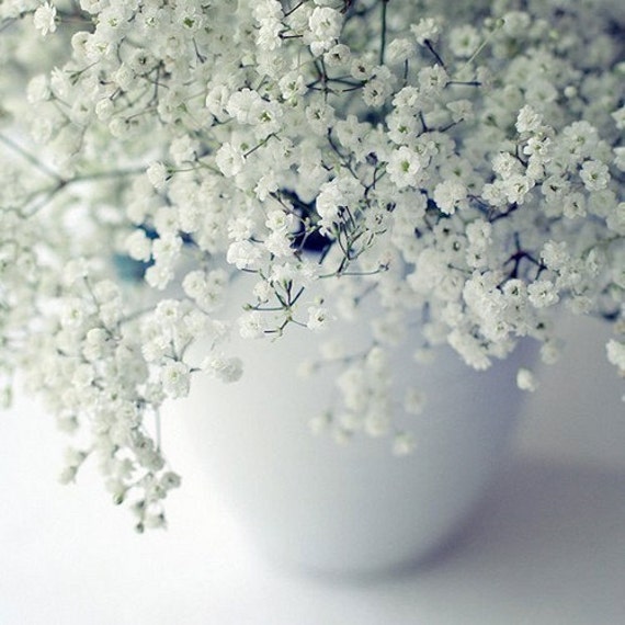  200 Creeping Baby's Breath WHITE FLOWERS,Gypsophila