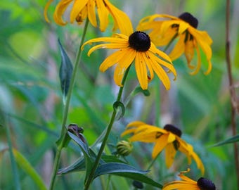 Black Eyed Susan Flower Seeds (Rudbeckia Hirta) 200+Seeds