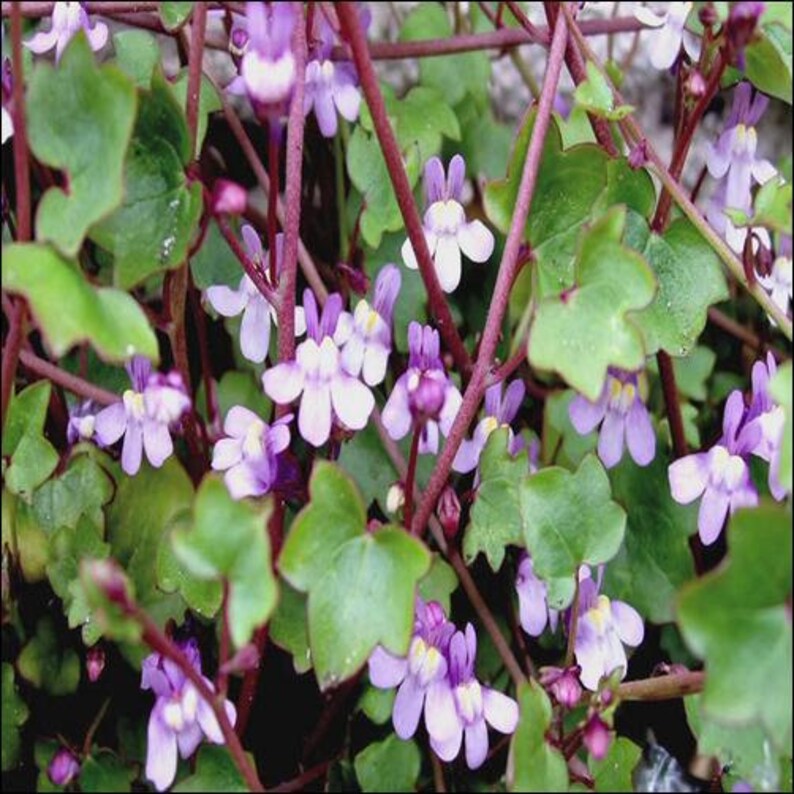 May include: A close-up of a cluster of small, delicate purple flowers with yellow centers. The flowers are growing on thin, red stems and are surrounded by green leaves.