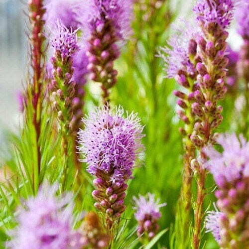Gayfeather Blazing Star Flower Seeds (liatris Spicata) 50+seeds - Etsy