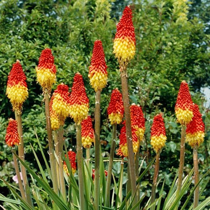 Red Hot Poker Flower Seeds Kniphofia Caulescens 50Seeds image 2