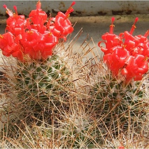 Red Flowered Pincushion Cactus Seeds Cochemiea poselgeri 20Seeds image 3
