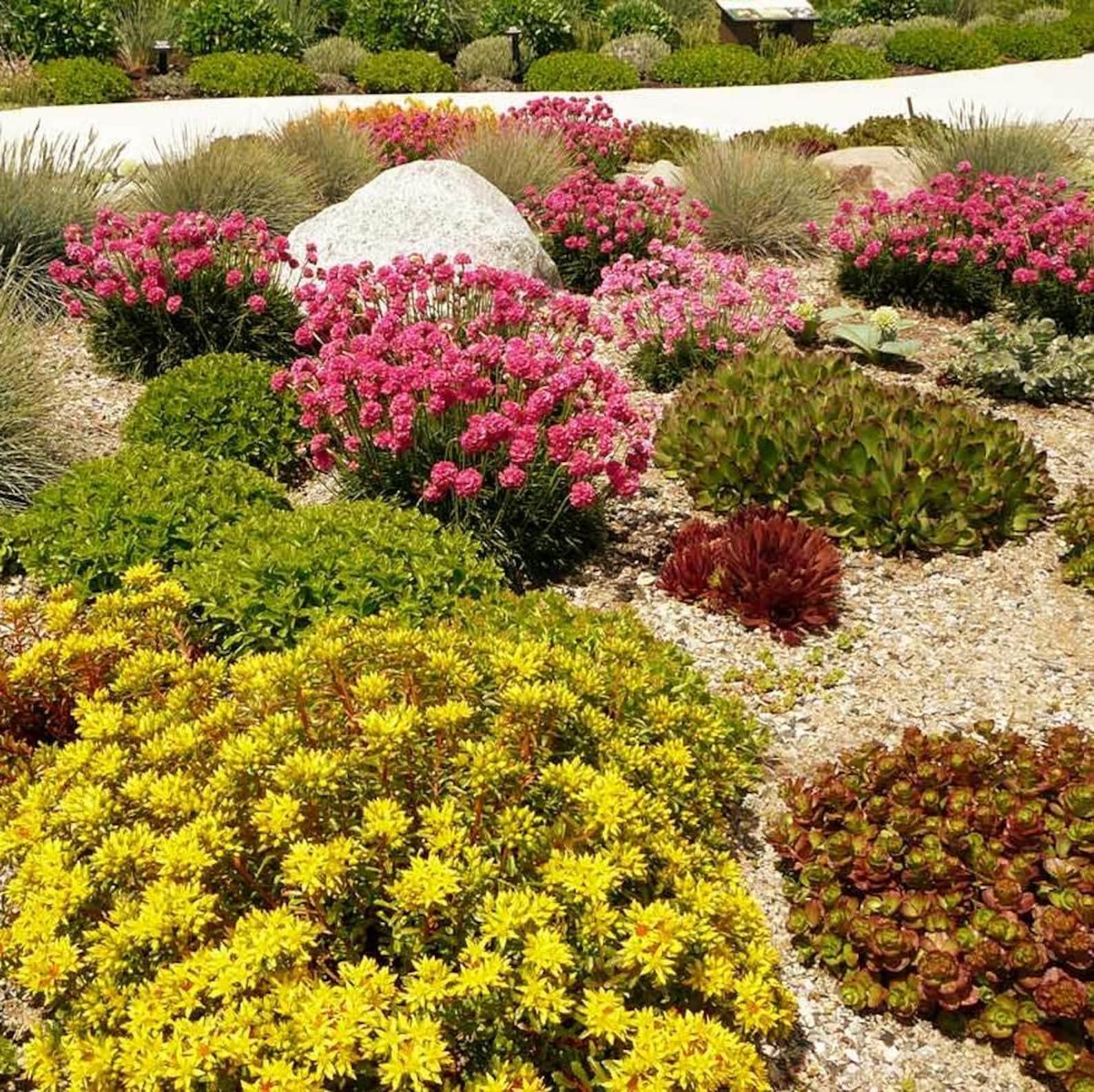 Rock Garden Perennials Flower Seeds 200+seeds - Etsy
